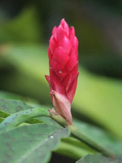 Red ginger flower in Sachu's resort garden