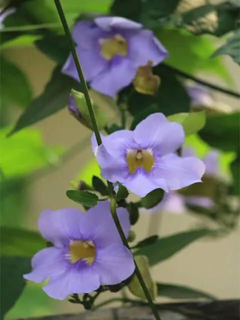 Blue orchid flower in Sachu's resort garden