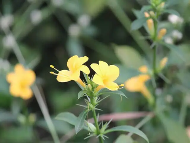 beautiful yellow barleria prionitis flowers in Sachu's resort garden